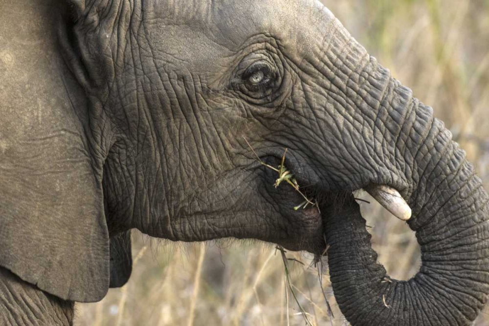 South Africa, Very rare blue-eyed elephant